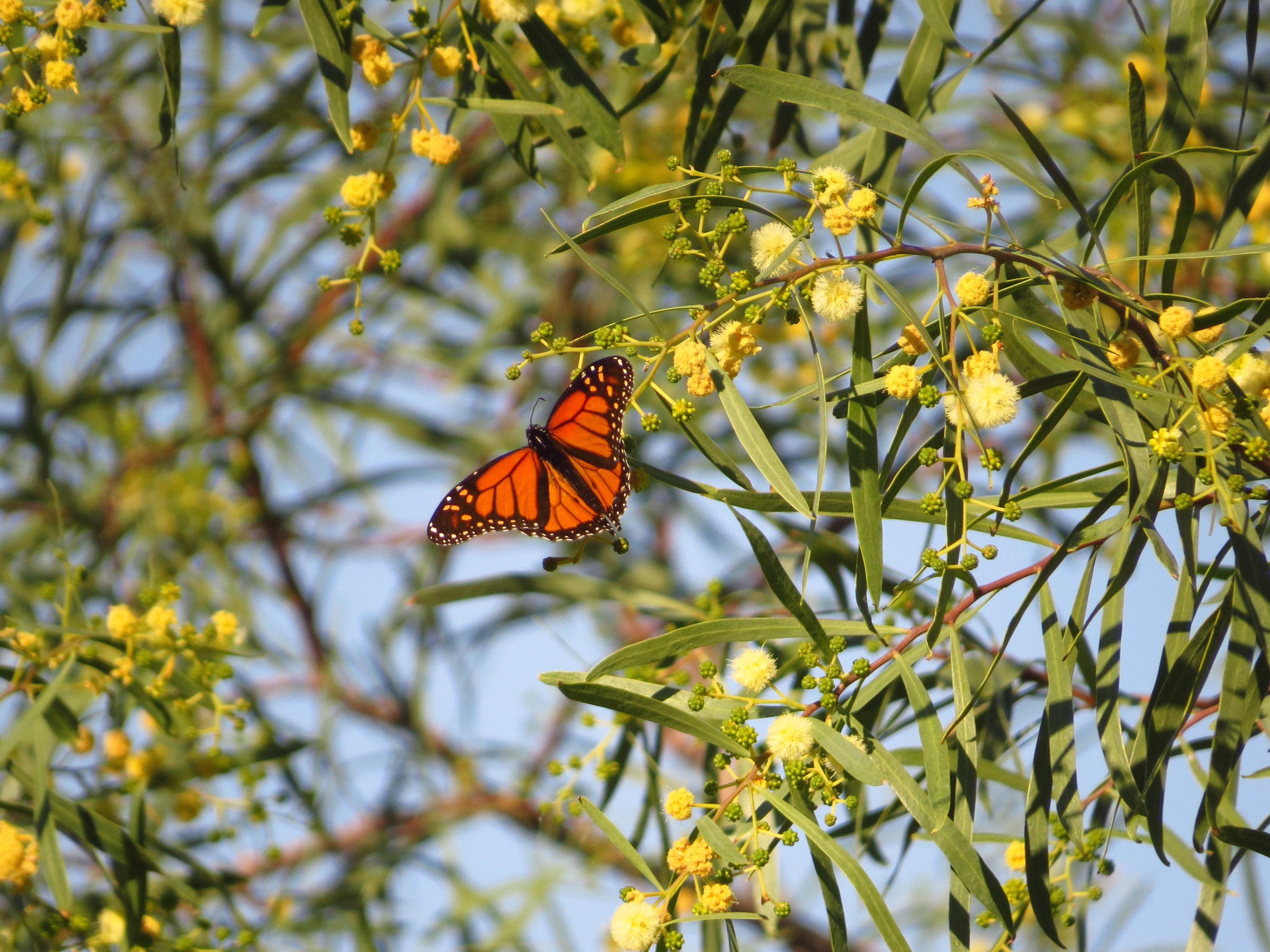 11/26/2019 Monarch Visiting Willow Acacia Flowers